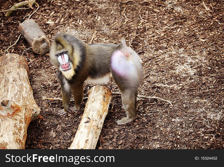 Adult male mandrill monkey in a zoo