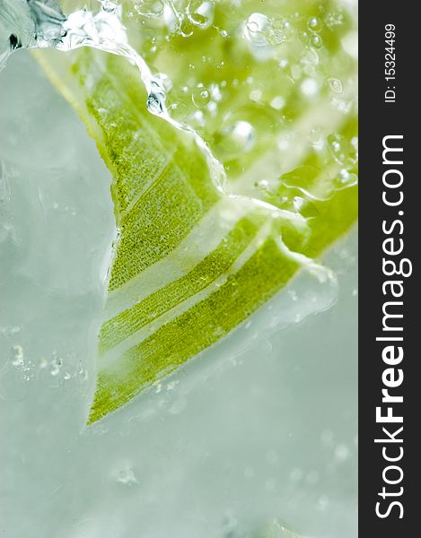 Freezing Spider Plant in ice (Chlorophytum comosum). Freezing Spider Plant in ice (Chlorophytum comosum).