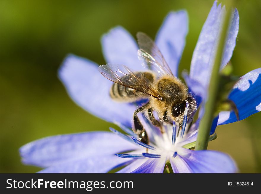 Bee On Flower