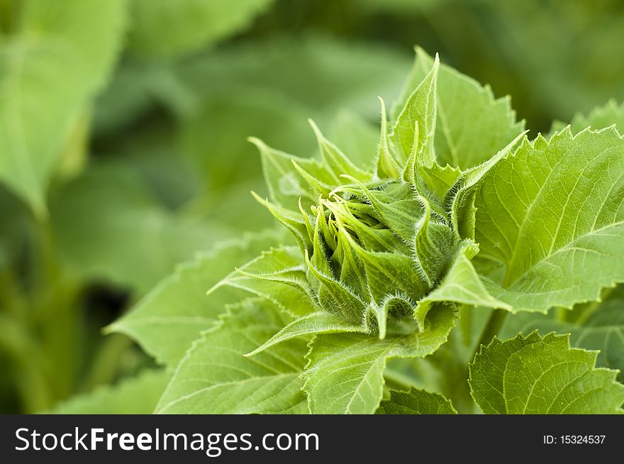 The big dismissed flower of a sunflower, green leaves, against greens. The big dismissed flower of a sunflower, green leaves, against greens