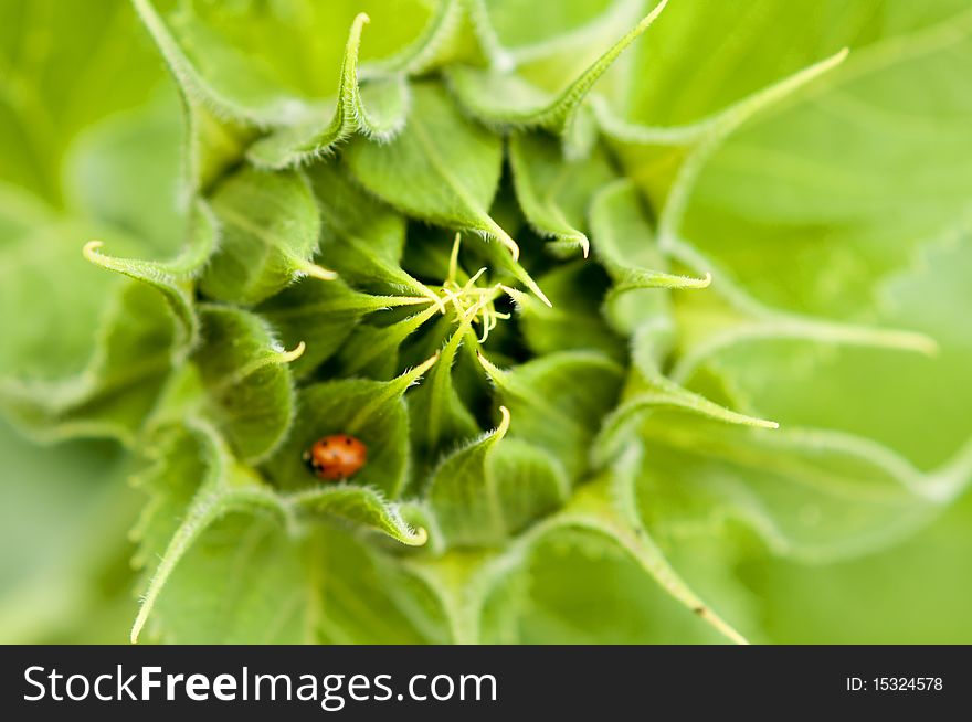 Sunflower and an insect