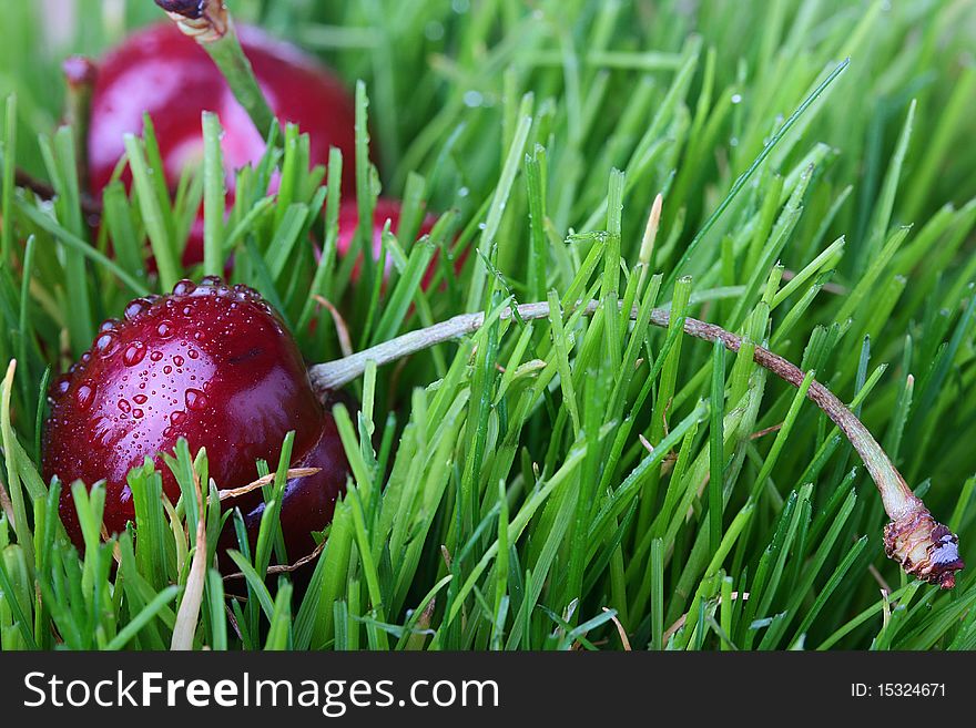 Ripe sweet cherry in a green grass with water drops.