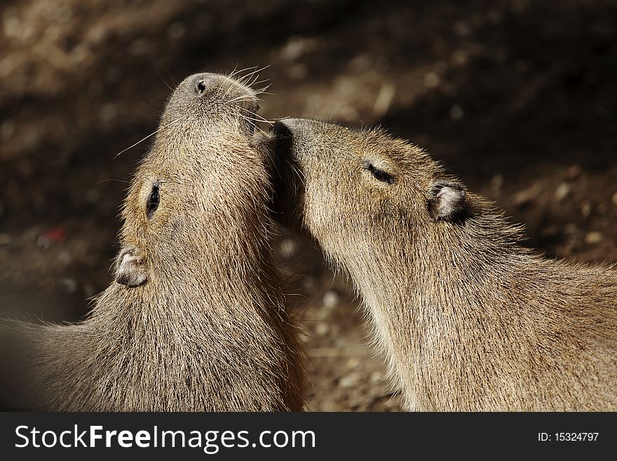 Two capybaras grooming each other. Two capybaras grooming each other