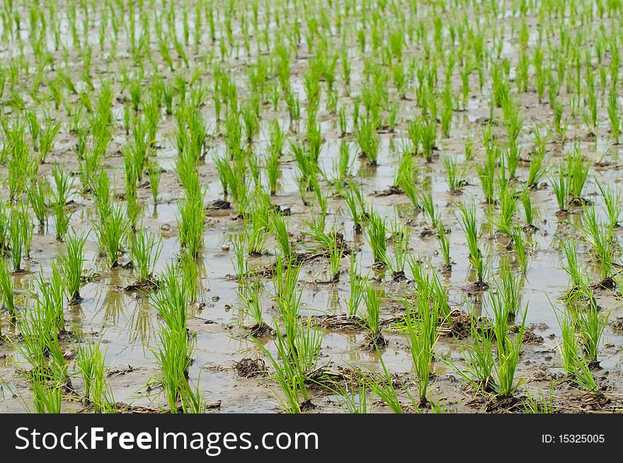 Rice Seedlings In A Wet Paddy Field In Thailand.