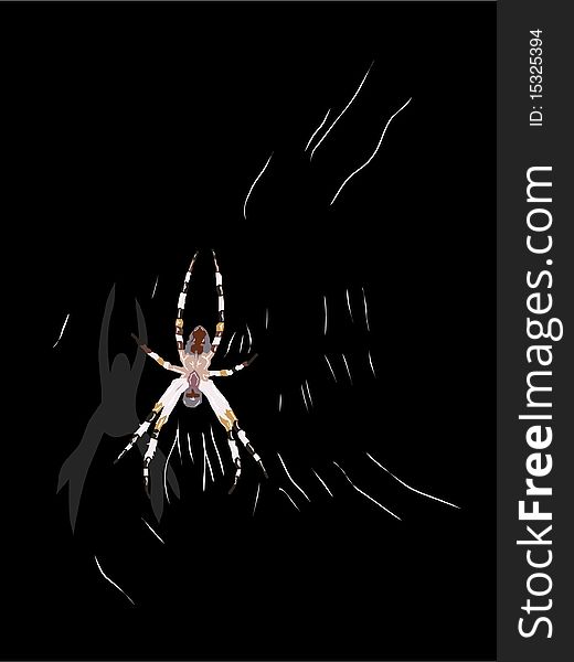 Spider on the web. Vector