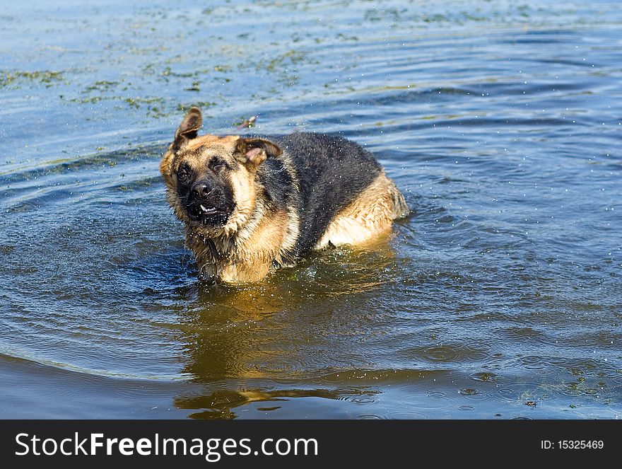 The German shepherd bathes in a pond