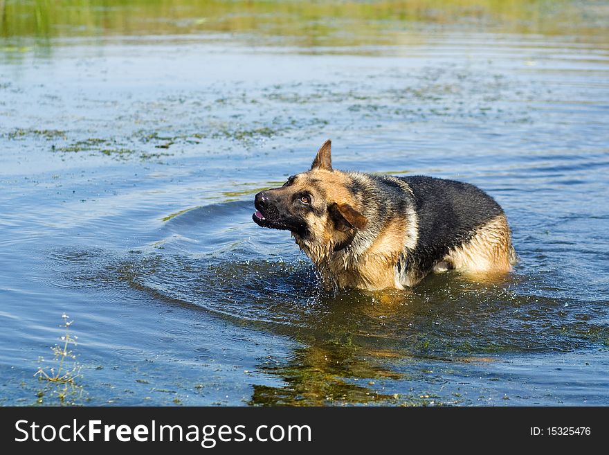 The German shepherd bathes in a pond