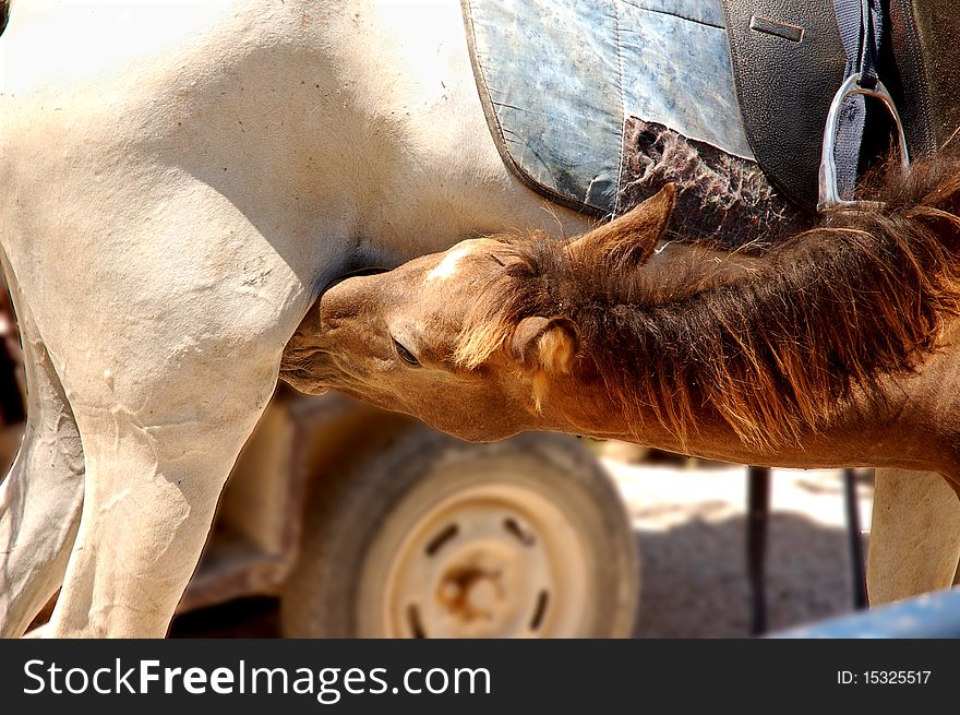 Foal is suckling the milk of it's mother