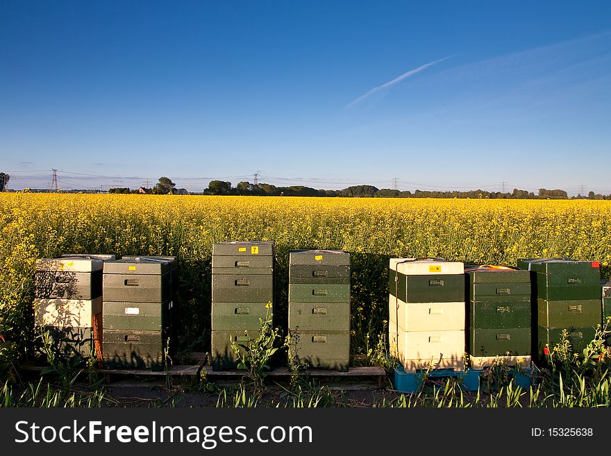 Field With Yellow Rapeseed Flowers