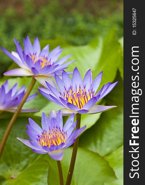 Three purple water lily in a pond