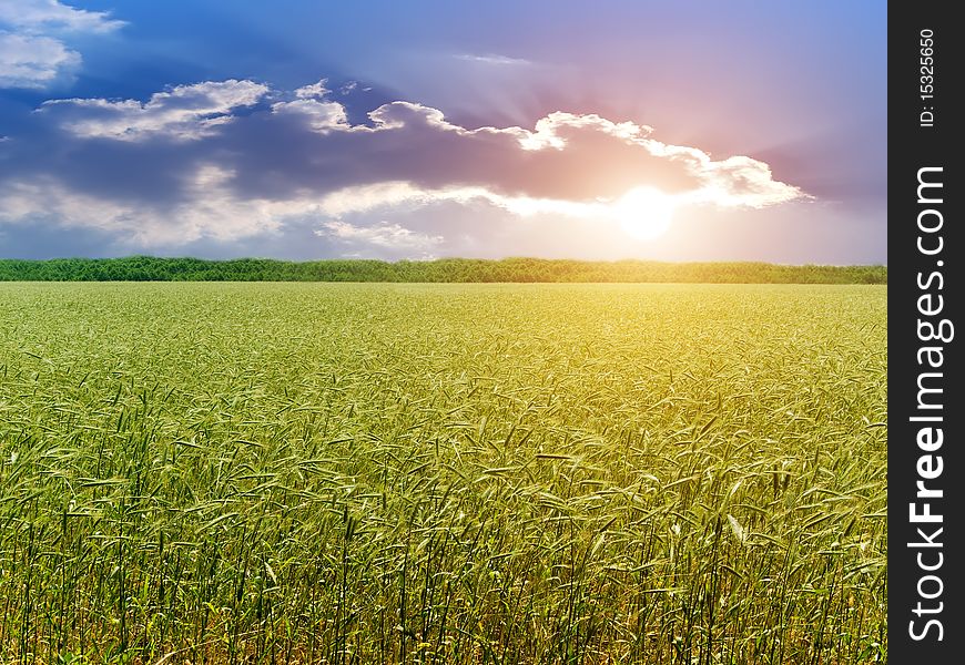 Ear wheat field in bright light sunset. Ear wheat field in bright light sunset