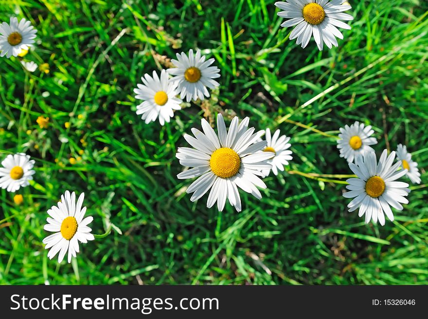 Daisy flowers and green grass, top view. Daisy flowers and green grass, top view