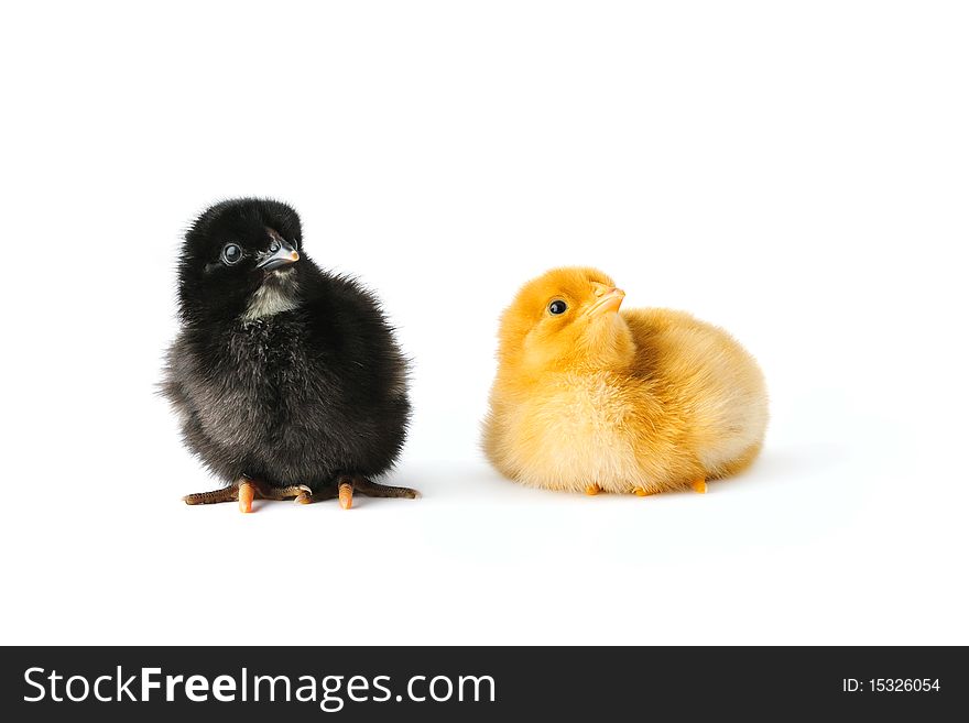 Two cute young baby chickens, black and yellow, looking attentively at something. Two cute young baby chickens, black and yellow, looking attentively at something