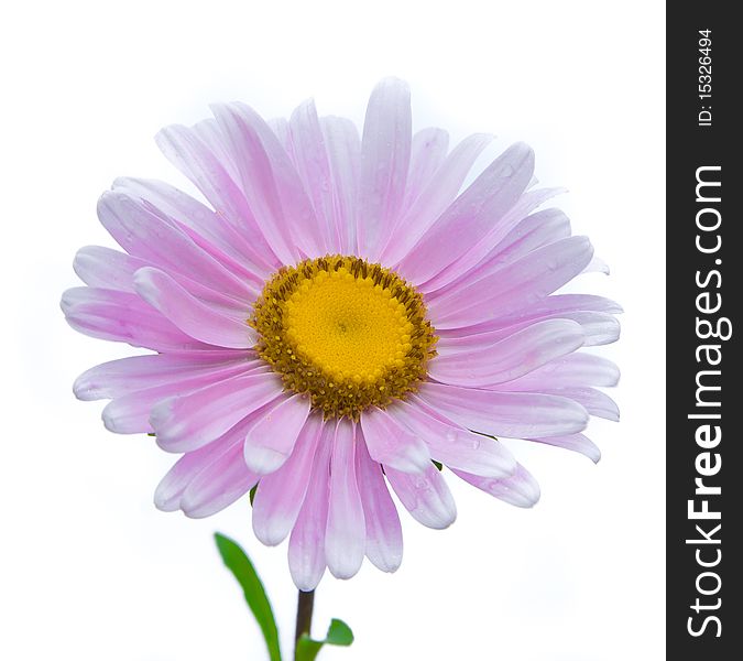 Blue isolated flower over white background. Nature, object. Blue isolated flower over white background. Nature, object