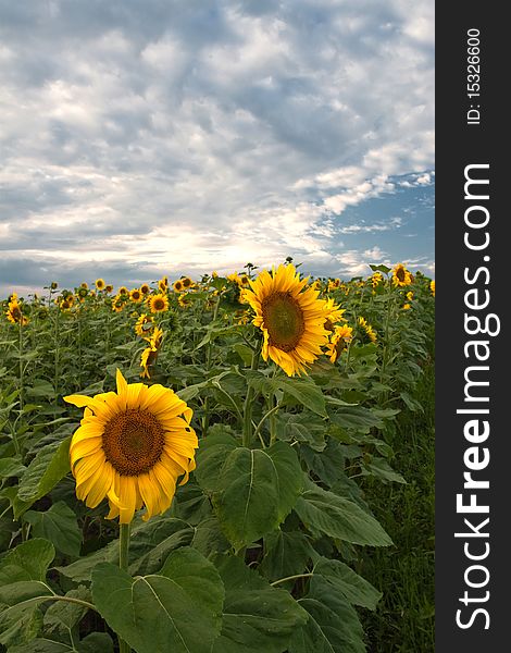 Sunflower chain and clouds, aa