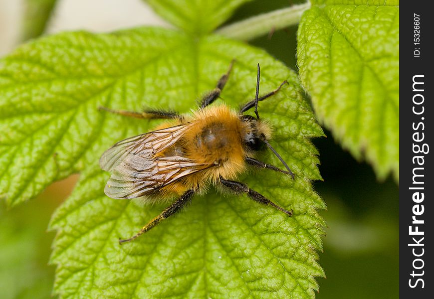 Bee sitting on a green leaf closeup