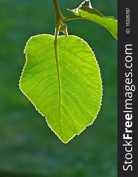 Green leaf  of a tree in a bright sunlight