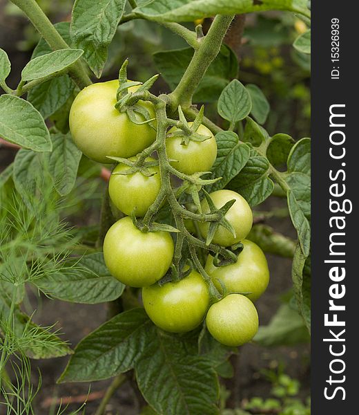 Group green tomatoes on the stem