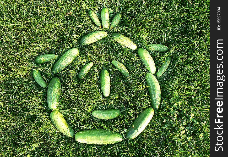 Smiling Cucumbers Head on the Grass