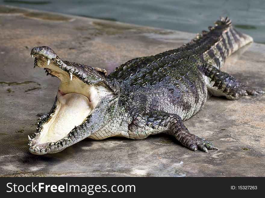 Large crocodile resting beside the pool