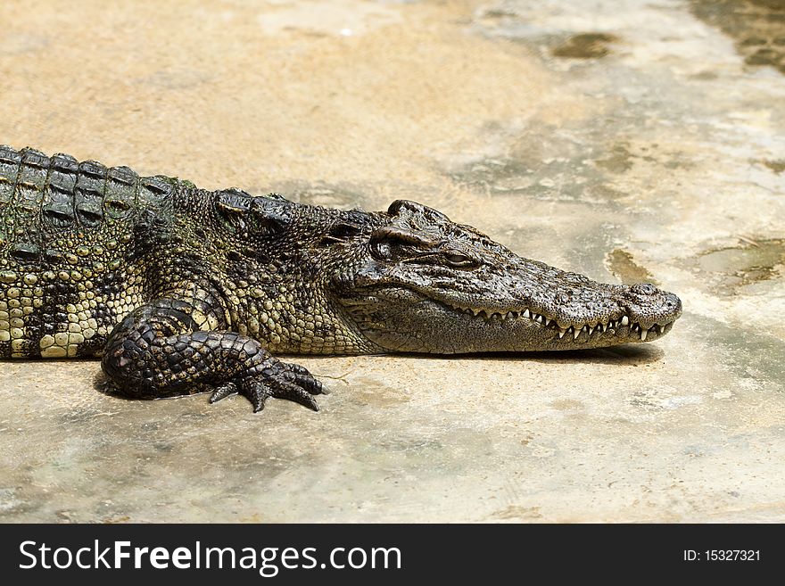 Large crocodile resting beside the pool