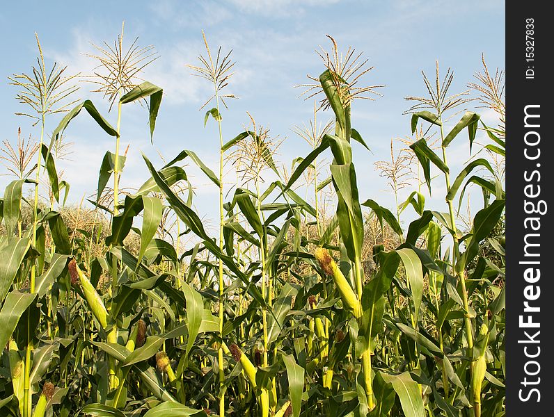 Corn growing on the farm