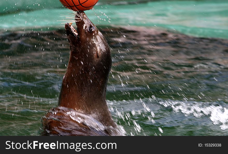 Seal playing with her ball in the water of the zoo