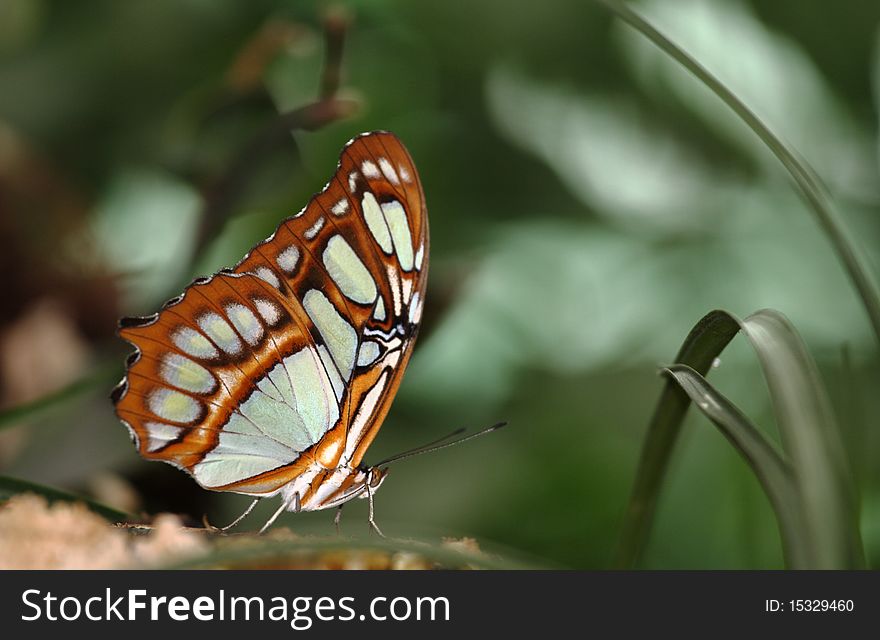 Macro of a colorful butterfly with blurred background