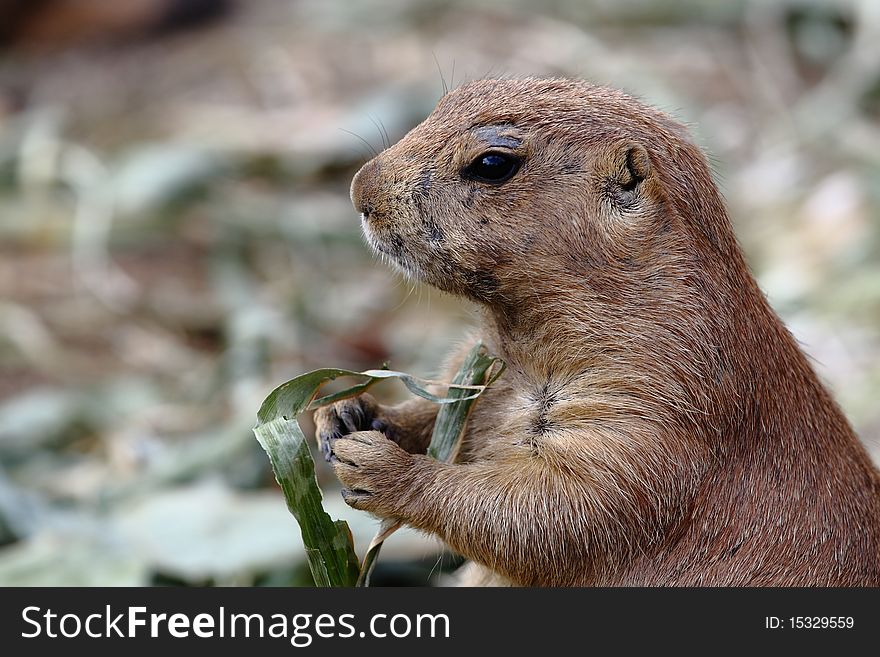 Hamster eating some green food. Hamster eating some green food