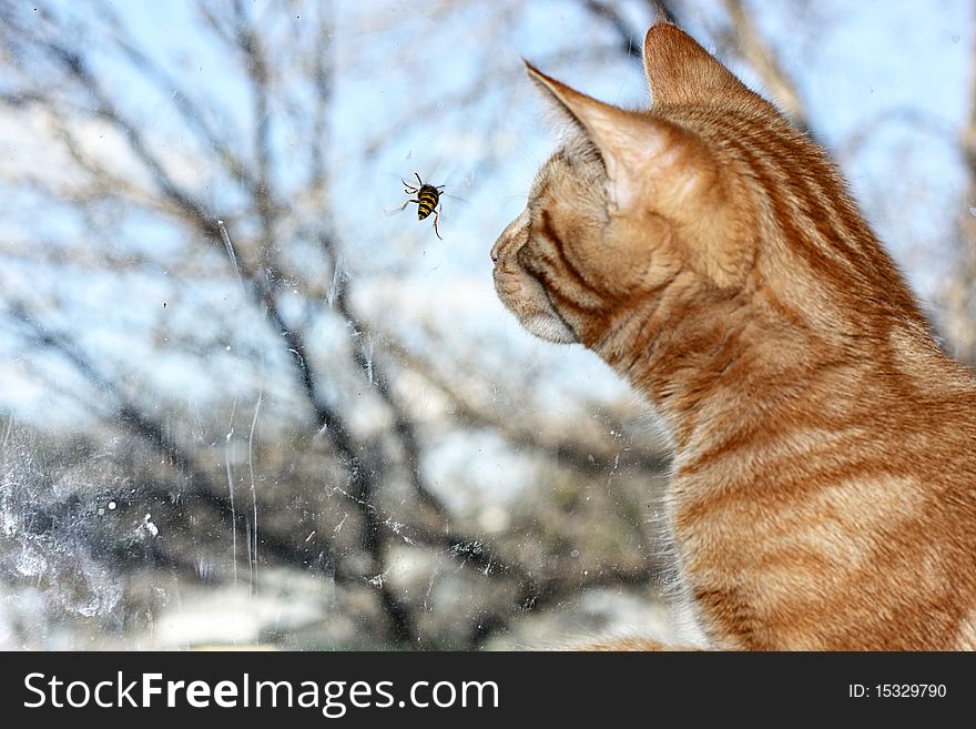 Cat on the verge of being stuck by a wasp. Cat on the verge of being stuck by a wasp