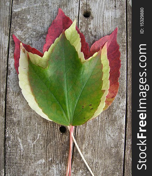 Red yellow and green leaves laying on a wooden base. Red yellow and green leaves laying on a wooden base