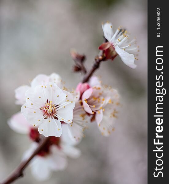 Apricot tree flowers in the spring garden. Spring blossom. Close-up