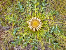 Stemless Carline Thistle Crop Royalty Free Stock Photo Stemless Carline Thistle Crop Royalty Free Stock Photo