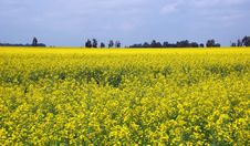 Rape Field Stock Images Rape Field Stock Images
