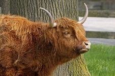 Highland Cattle, Kyloe Stock Photo