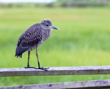 An Immature Yellow-crowned Night Heron Stock Images An Immature Yellow-crowned Night Heron Stock Images