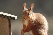 Red Squirrel Royalty Free Stock Photo