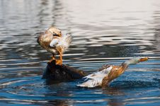 Ducy On Water Royalty Free Stock Photo