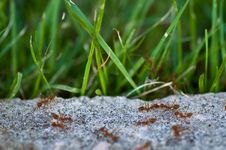 Ants In Action Royalty Free Stock Photography