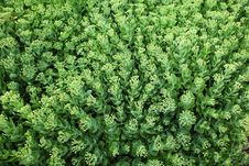Green Succulent Background Royalty Free Stock Image Green Succulent Background Royalty Free Stock Image