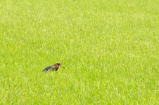 Bird In Rice Filed. Stock Photos Bird In Rice Filed. Stock Photos