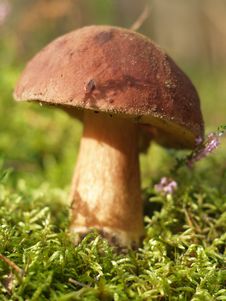 Brown Cup Mushroom Royalty Free Stock Images Brown Cup Mushroom Royalty Free Stock Images