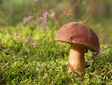 Mushroom Royalty Free Stock Image