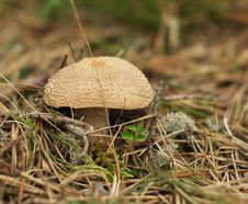 Toxic Mushroom Stock Photos Toxic Mushroom Stock Photos