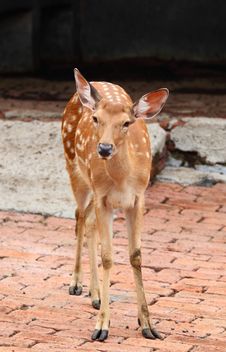 Sika Deer Royalty Free Stock Photo Sika Deer Royalty Free Stock Photo