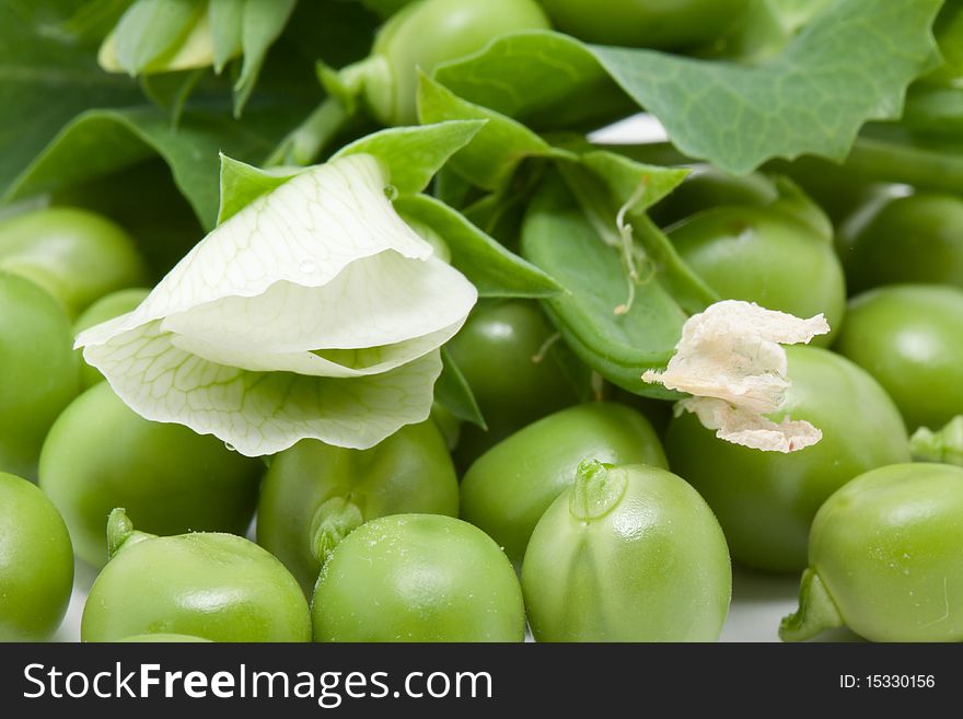 Green Pea