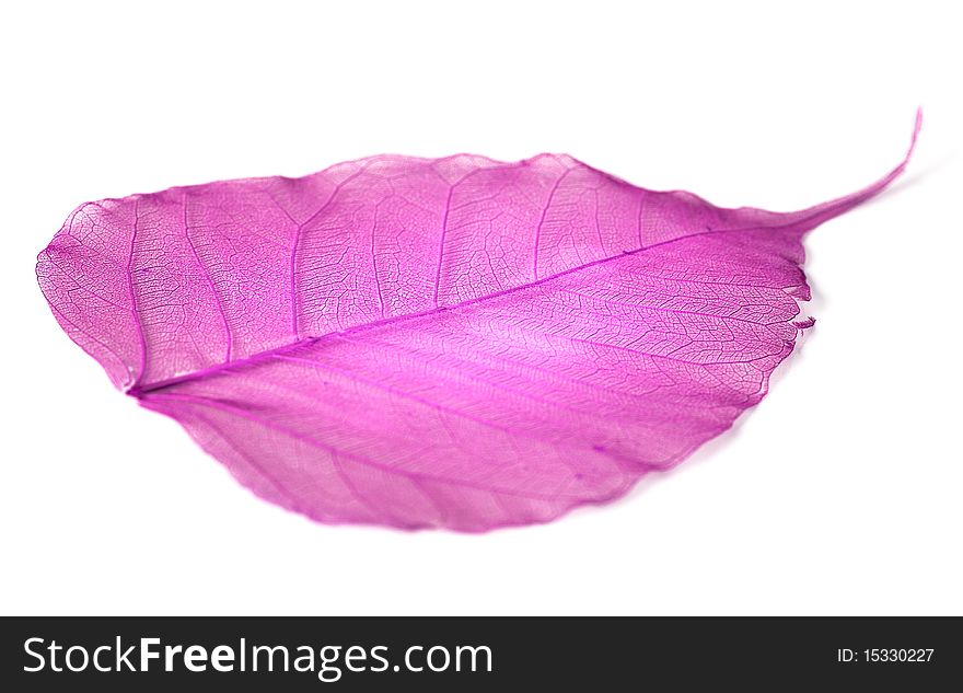 Leaf isolated on white background