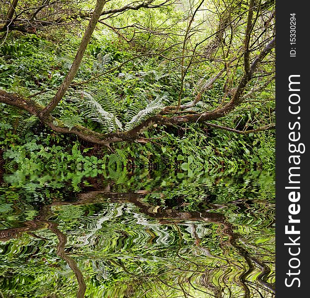 Rain forest detail with fern mirroring in water