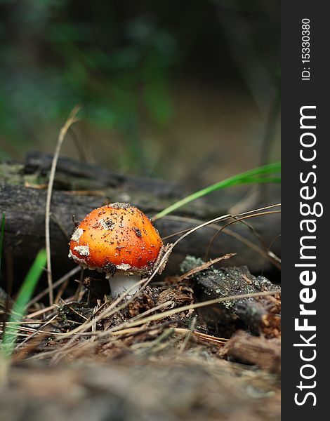 Red amanita in green forest of pine needles between