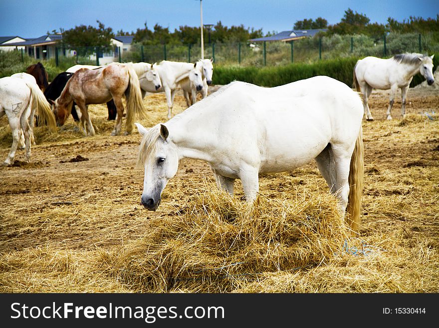 Horses grazing in the countryside